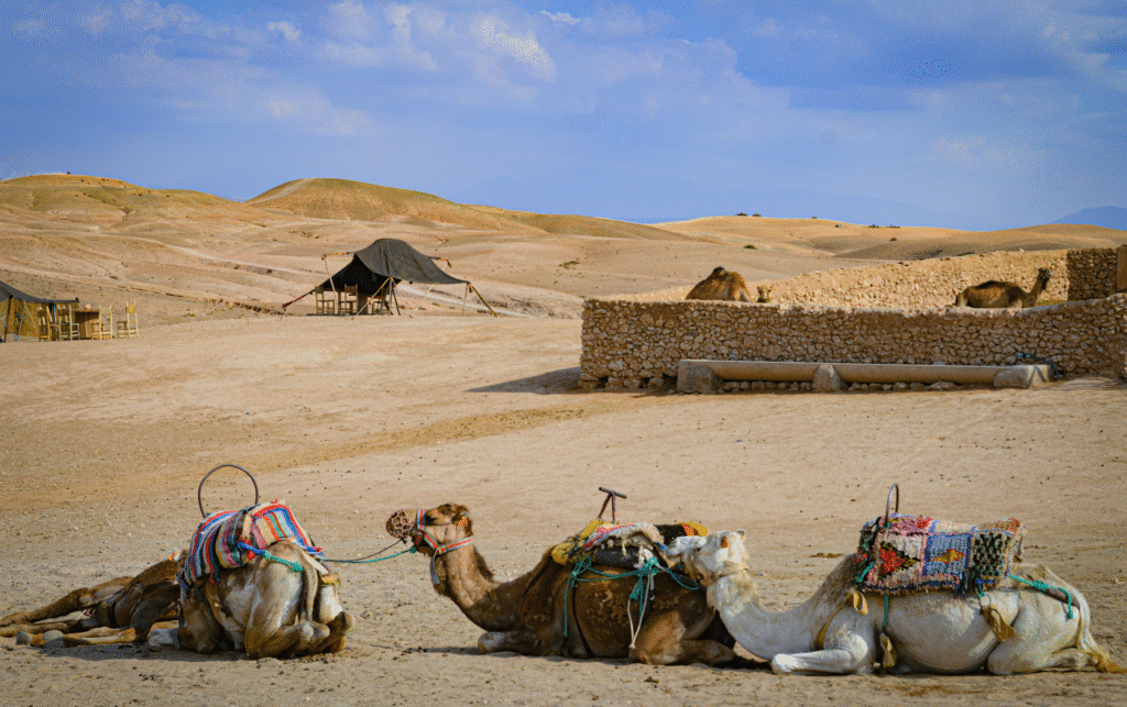 Camel ride experience in the Agafay Desert, Marrakech