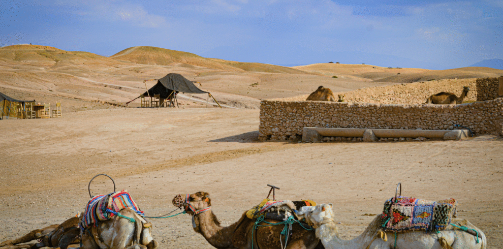 Camel ride experience in the Agafay Desert, Marrakech