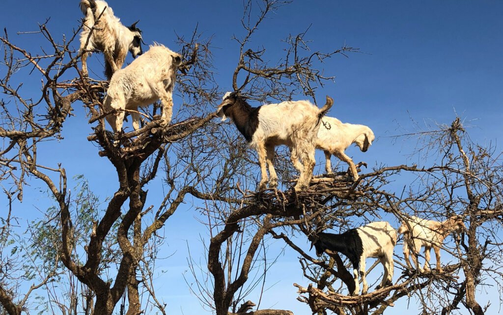 Essaouira fishing port and boats