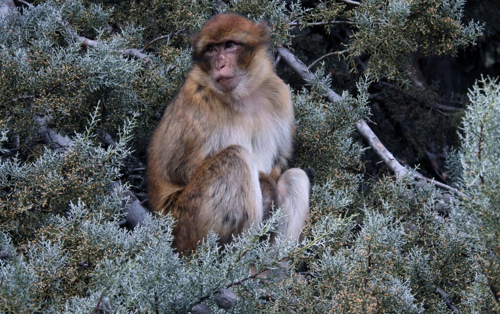 Ifrane cedar forest area