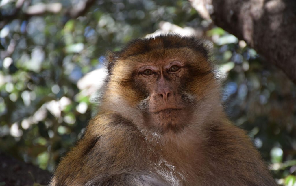 Ifrane snow town architecture