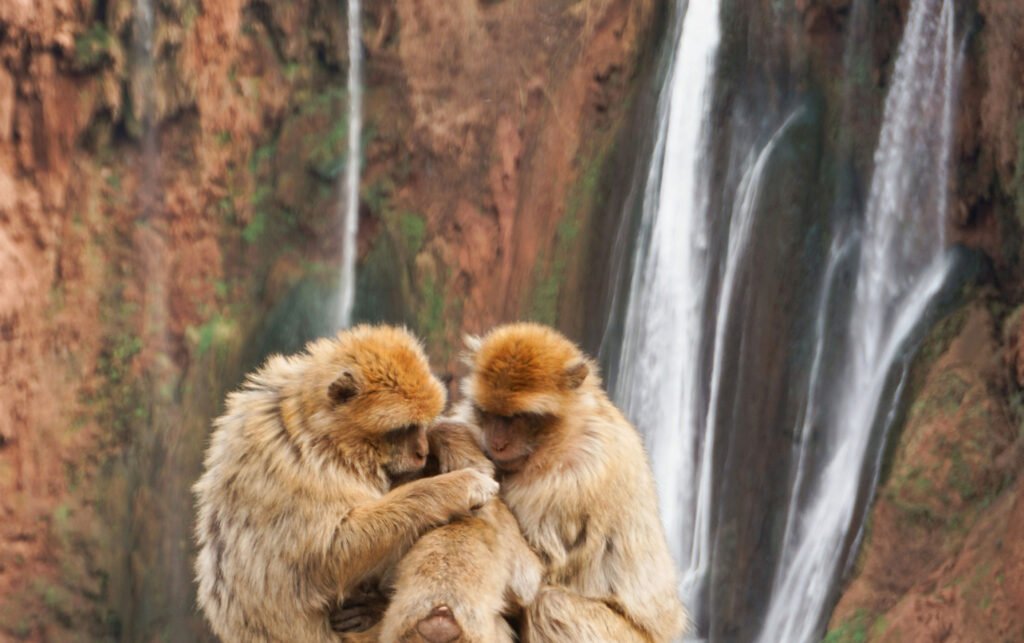 Ouzoud waterfalls in Atlas Mountains