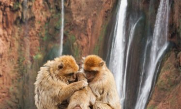 Ouzoud waterfalls in Atlas Mountains