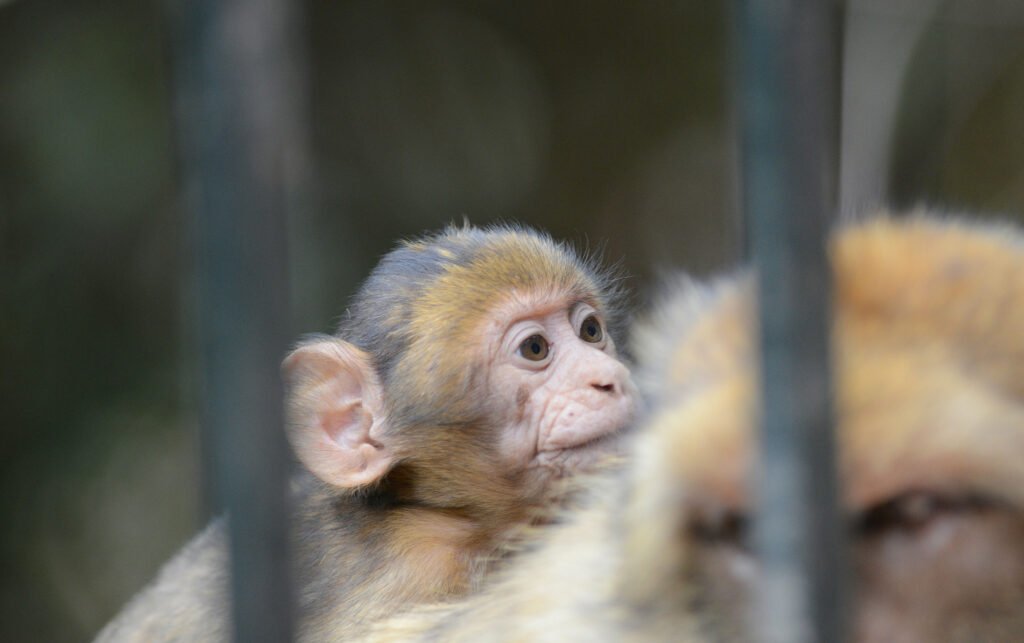 Ouzoud waterfall scenic view